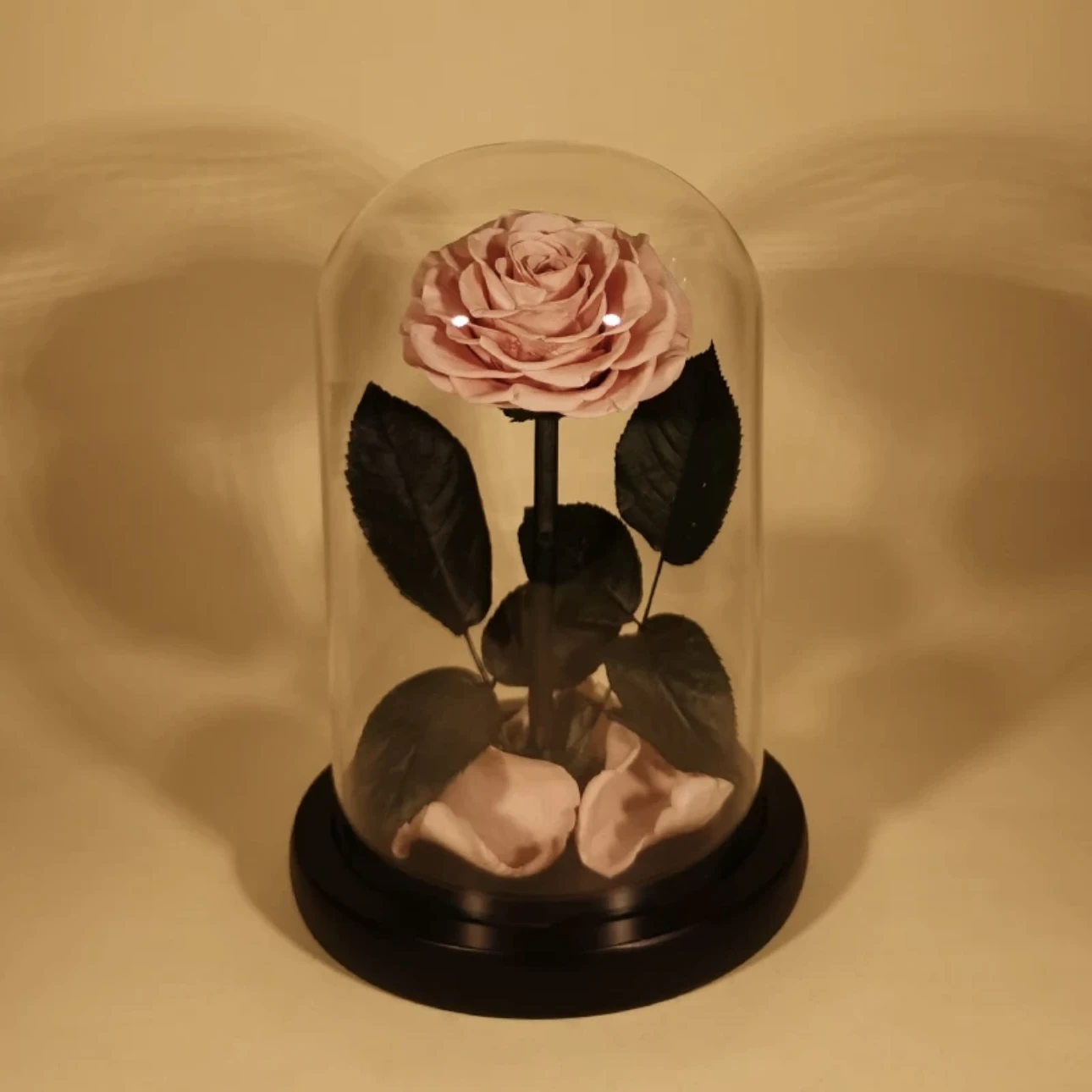 Rose Éternelle Sous Cloche – Amour Infini 6 Rose Éternelle Sous Cloche – Amour Infini – Image 5